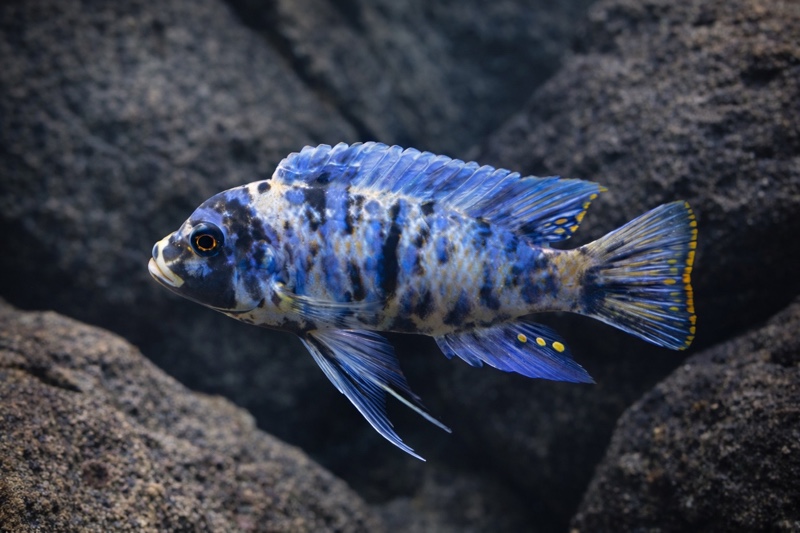 Maylandia zebra 'Nkhata Bay'